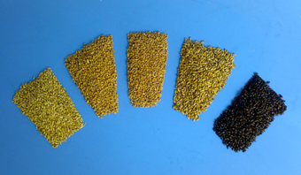 Pilsner Malz/helles Malz 1kg Bild zum Schließen anclicken