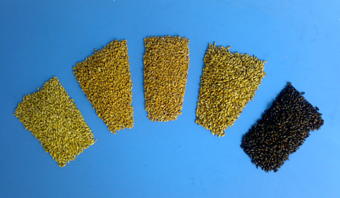 Bioland Weizenmalz hell 1kg - zum Schließen ins Bild klicken