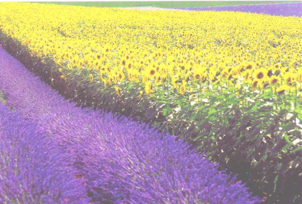 Sonne und Lavendel - zum Schließen ins Bild klicken